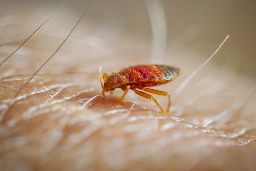 Bed bug feeding on human skin (Edwin Remsberg / VWPics via AP Images)