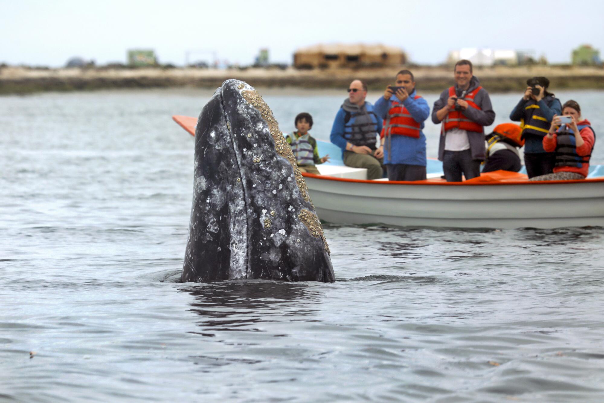A whale-watching group gets a closeup view of a gray whale in Laguna San Ignacio.