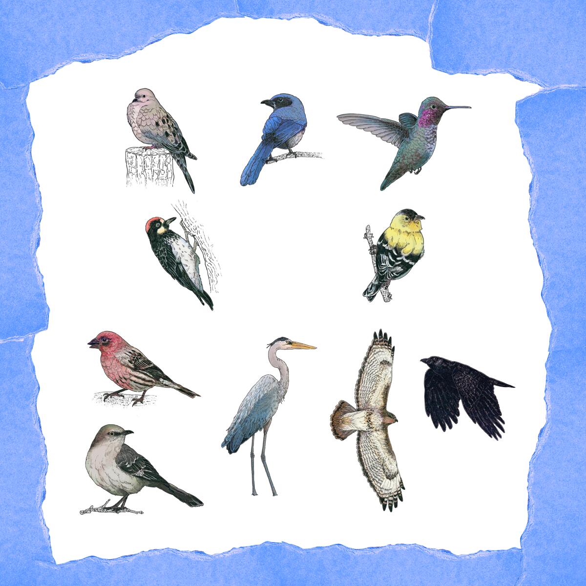 Drawings of 10 different birds against a white background.