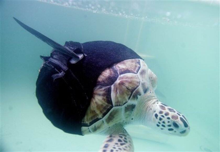 Allison, a rescued green sea turtle who has only one flipper, swims with the aid of a fin attached with neoprene at the Sea Turtle, Inc., in South Padre Island, Texas, Wednesday, April 8, 2009. Without the fin, developed at the turtle rescue facility, Allison can only swim in circles. The group had previously experimented with prosthetic flippers without luck. (AP Photo/Eric Gay)