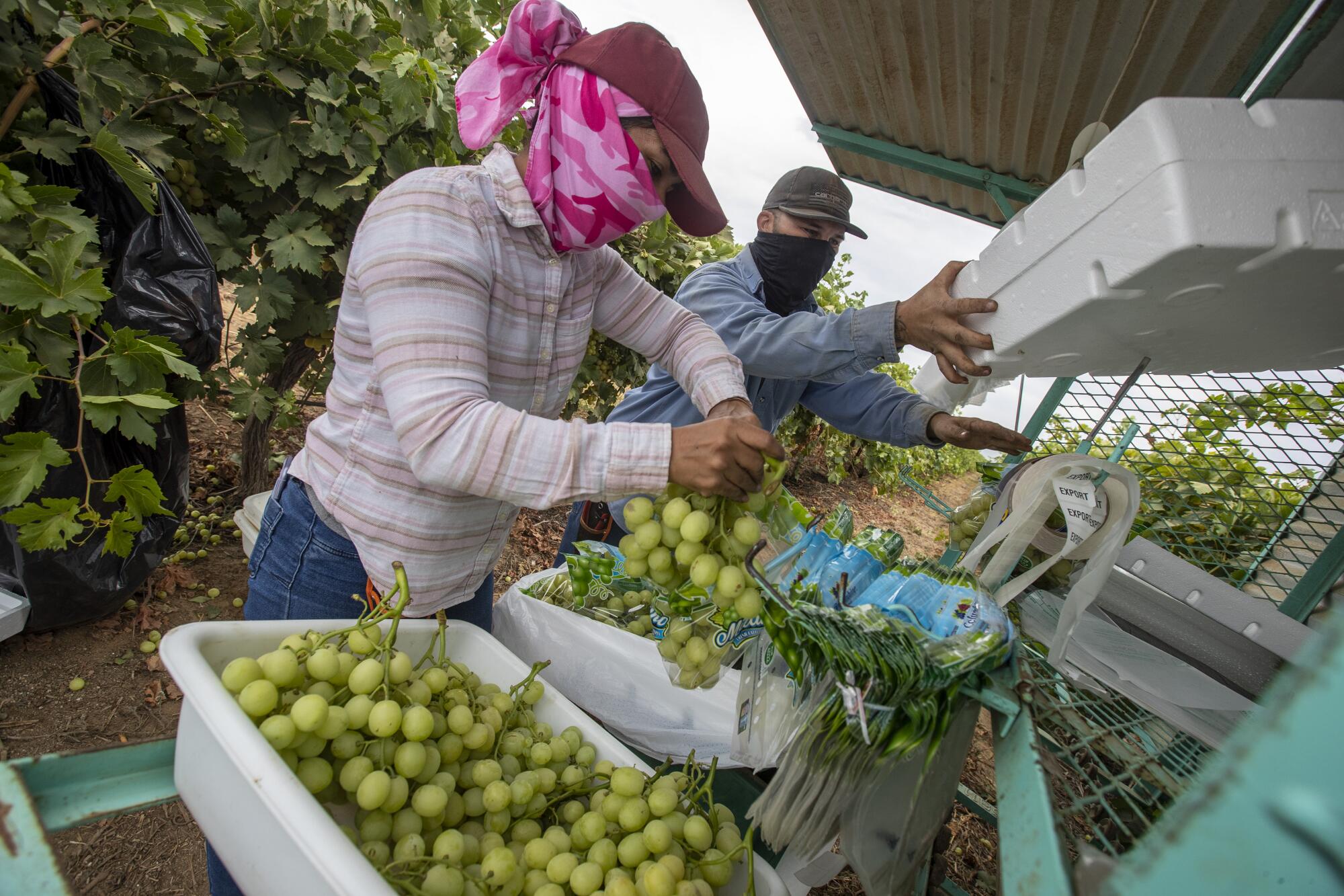 Farmworkers in Delano, Calif.