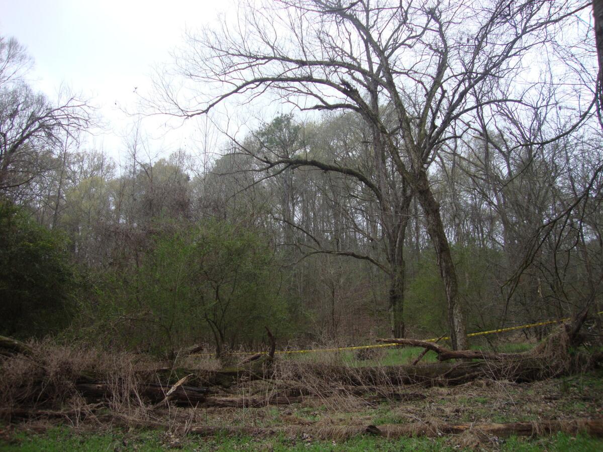 The stand of trees where Otis Byrd's body was found hanging in Claiborne County, Miss.