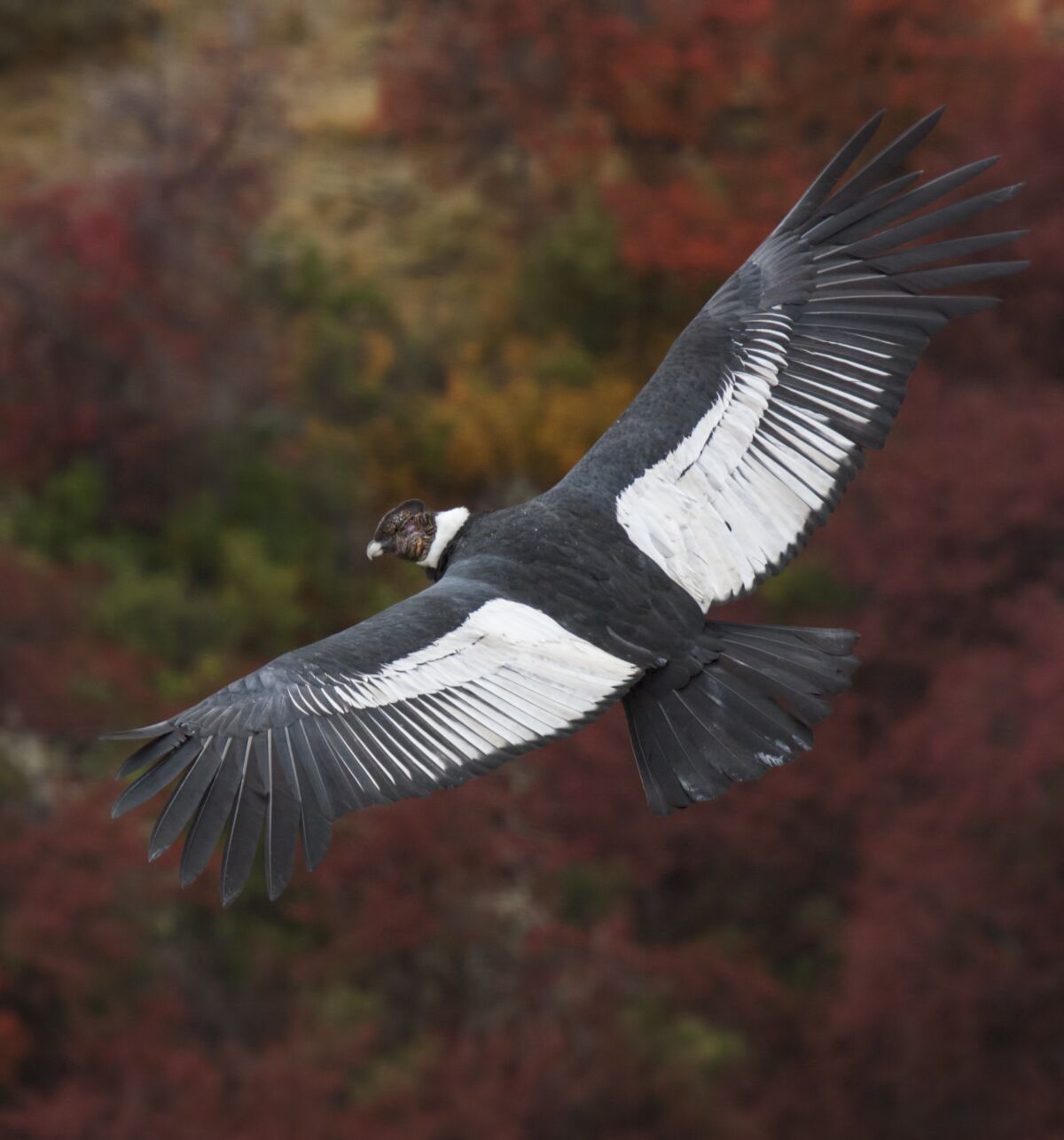 Flight of the condor requires almost no flapping, study says - Los Angeles  Times