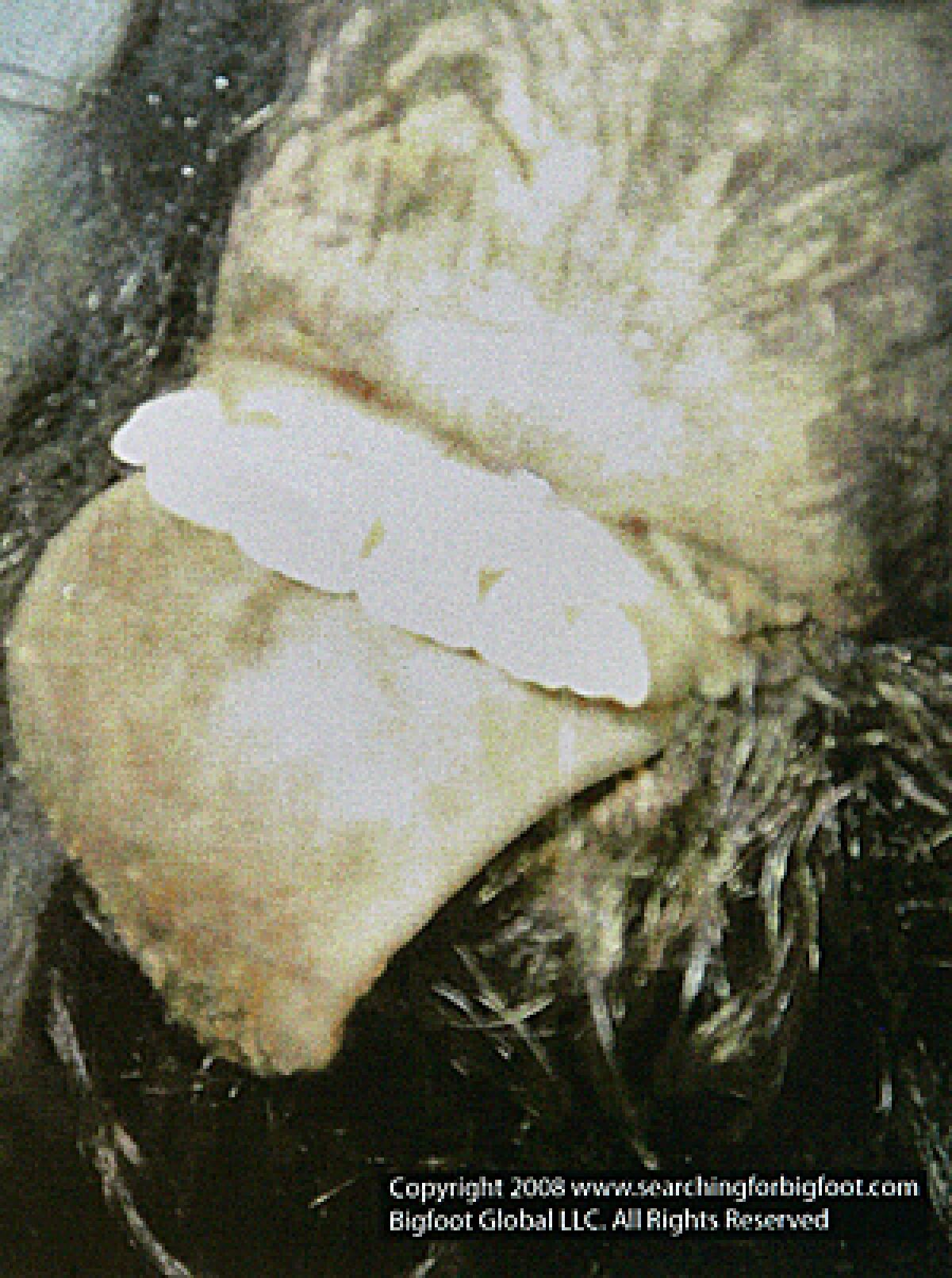 This image shows what is claimed by them to be the mouth area of a deceased bigfoot or sasquatch creature.