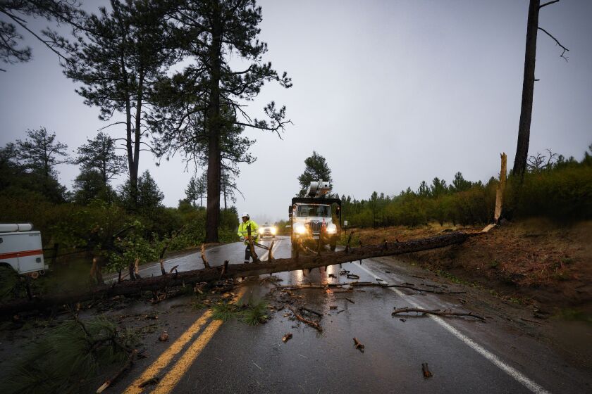 At Cuyamaca on Friday, Sept. 9, 2022 in San Diego, CA., on CA 79 between Paso Picacho Campground and Lake Cuyamaca a down tree blocks the highway temporarily before Caltrans cleared the tree from he highway. (Nelvin C. Cepeda / The San Diego Union-Tribune)