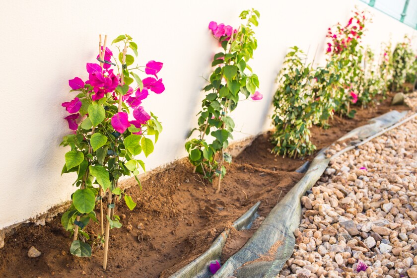 New Bougainvillea plants are seen along a white boundary wall.