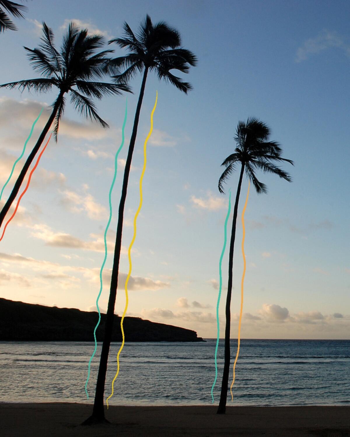 A beach in Hawaii with palm trees