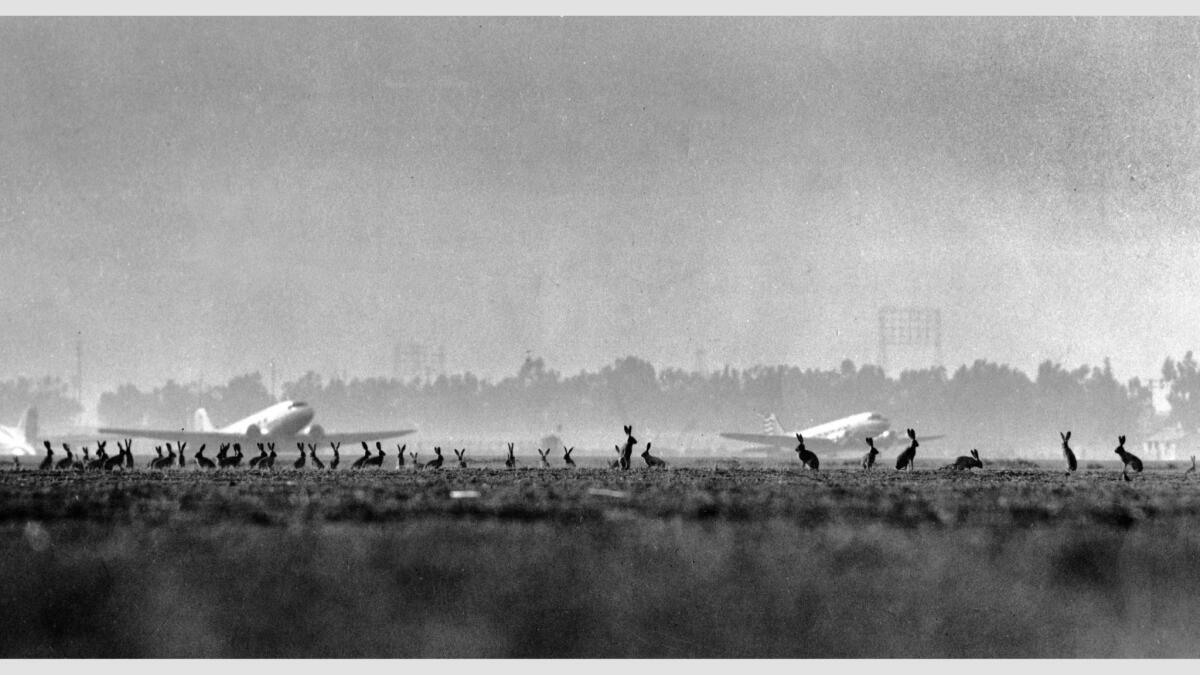 Nov. 19, 1946: Early morning view of scores of jackrabbits watching activities at Los Angeles Municipal Airport, slated to open to major airlines on December 9, 1946.