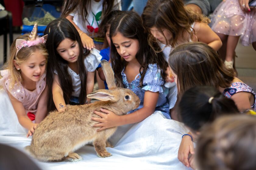 Noya Dahan (center) along with several of her friends got to pet a rabbit during her birthday celebration at the Helen Woodward Animal Center on Sunday. Nine-year-old Noya was the youngest shooting survivor in last April's synagogue attack at the Chabad of Poway.
