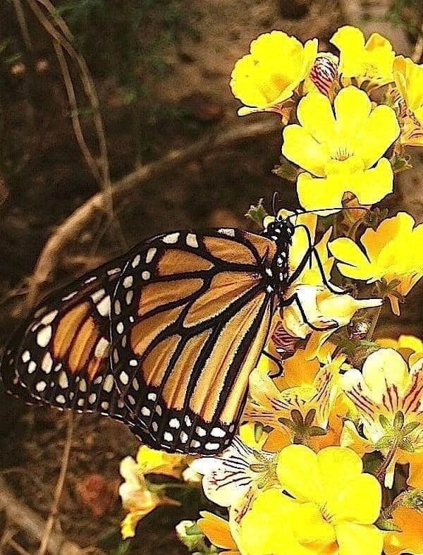A monarch butterfly contributes to this splash of color.
