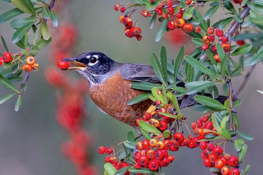 Tens of thousands of robins have invaded San Diego County this spring. This one chows down on a pyracantha berries in Ramona.