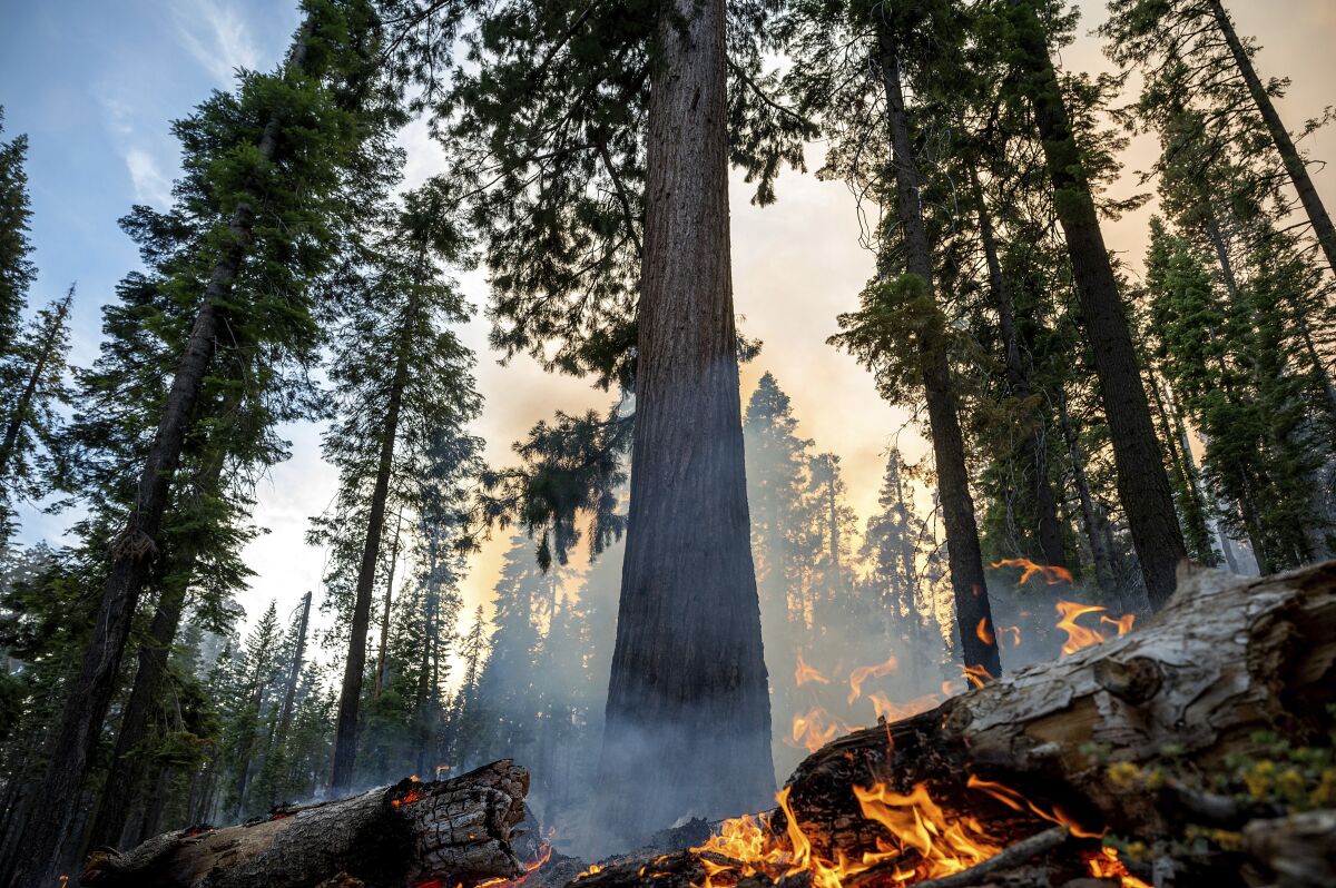 A downed tree burns as smoke rises in a grove of tall trees