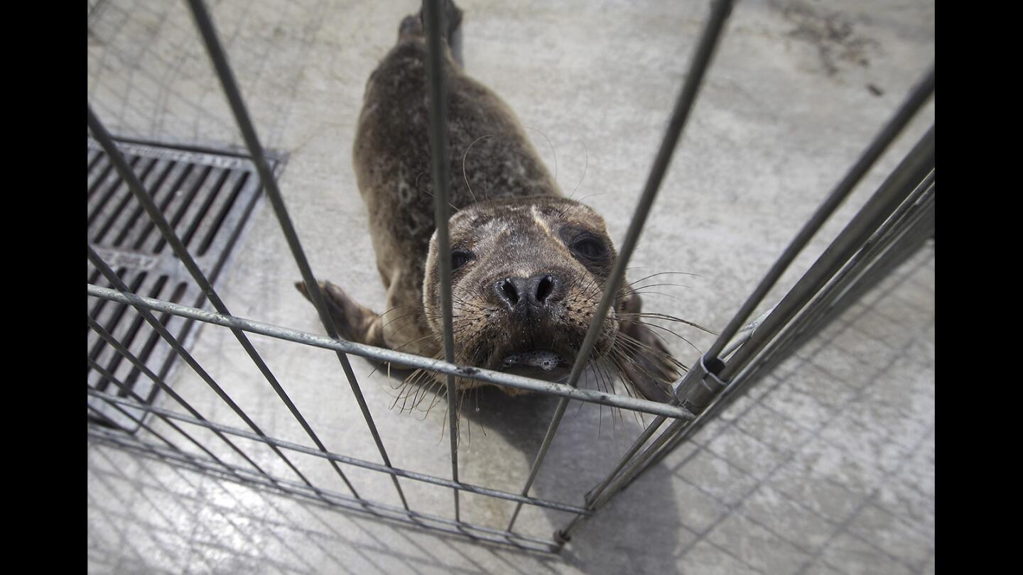 Sea Lions Make a Comeback in Laguna