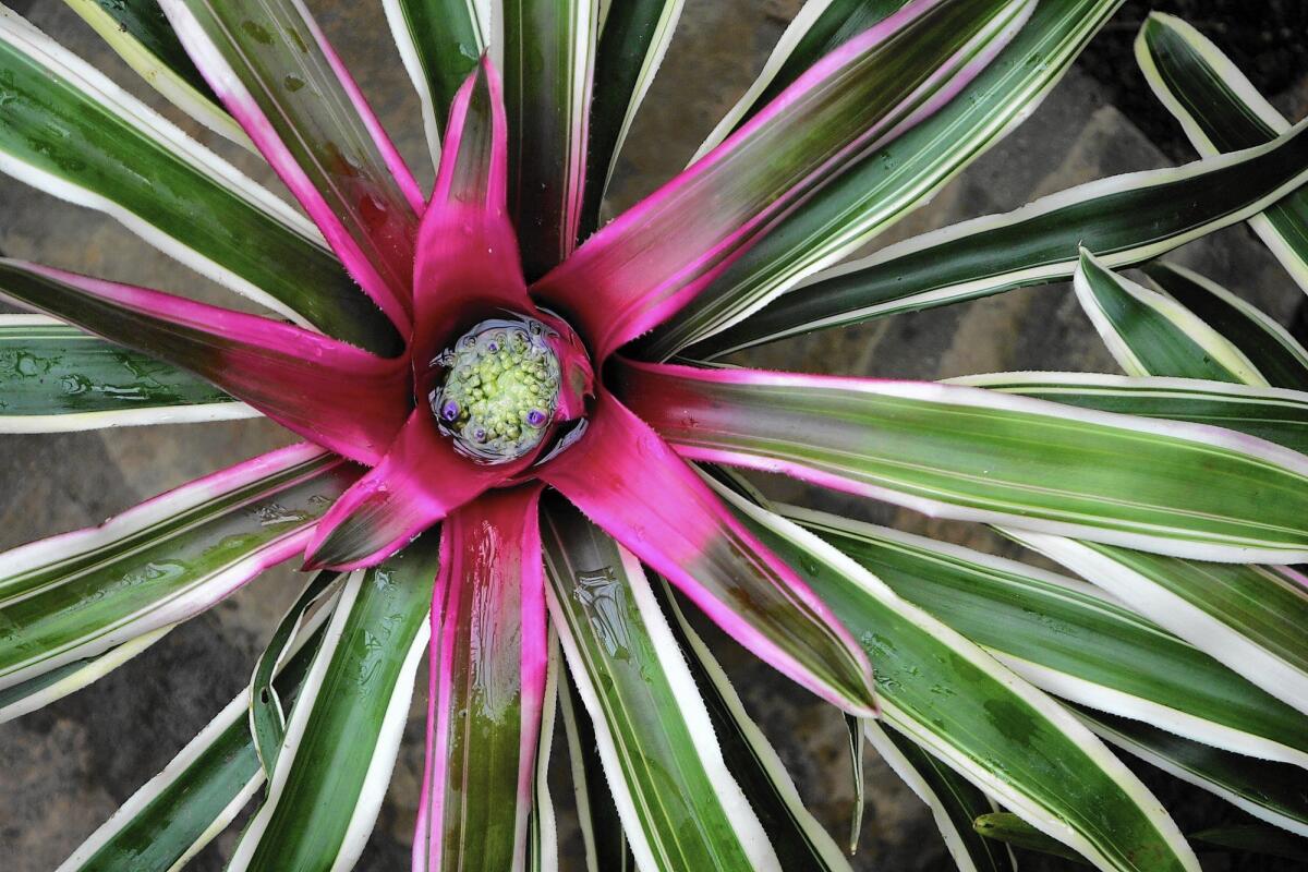 Bromeliads are among the flowering plants that draw mosquitoes.