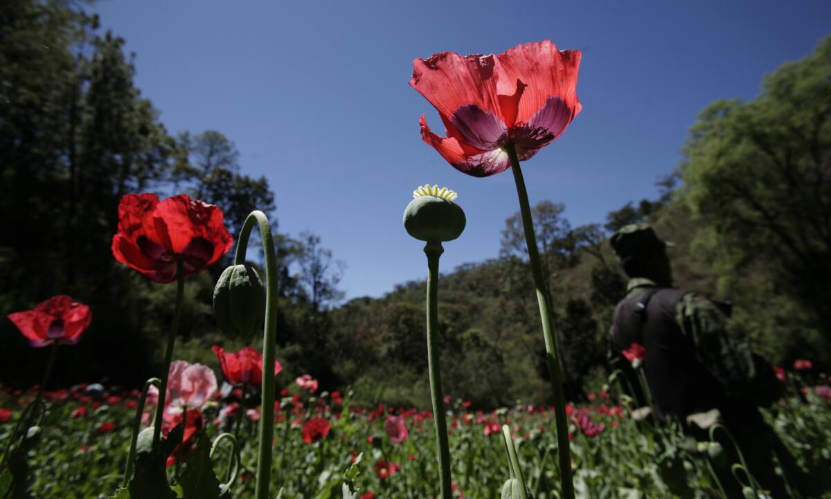 Un campo de amapolas en las afueras de Morelia, México, el 4 de marzo del 2010.