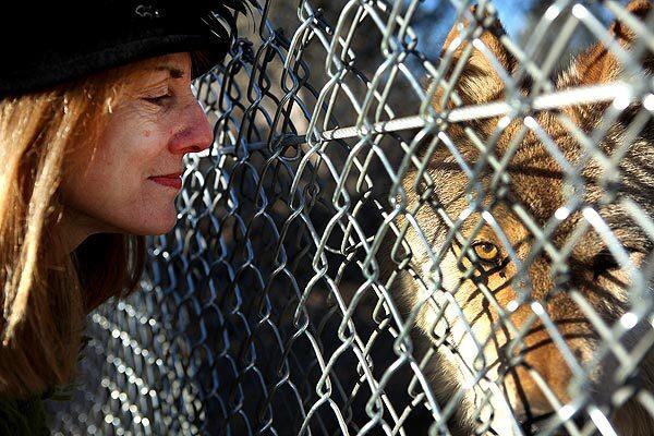 Lori Lindner, co-founder and president of the Lockwood Valley Animal Rescue Center in the Los Padres National Forest, gets acquainted with one of the 29 wolf dogs she and her husband, Matthew Simmons, relocated to the sanctuary after they were seized from a roadside attraction near Anchorage. See full story