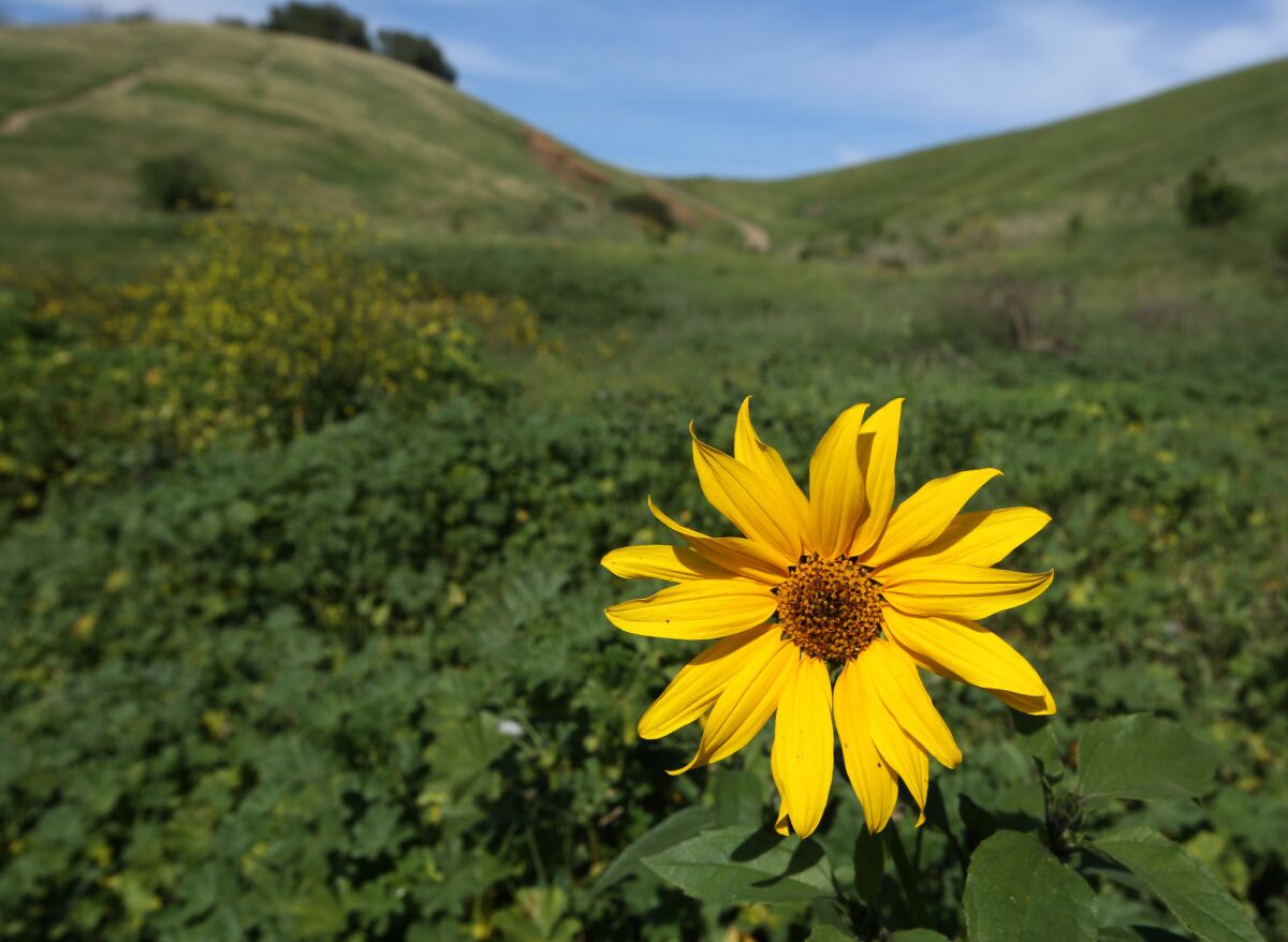 A lone flower blooms at Ascot Hills.