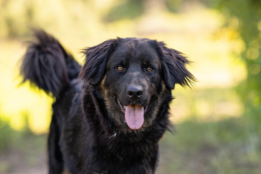 Pet of the week is Romeo, a 1 -year old Shepherd mix.