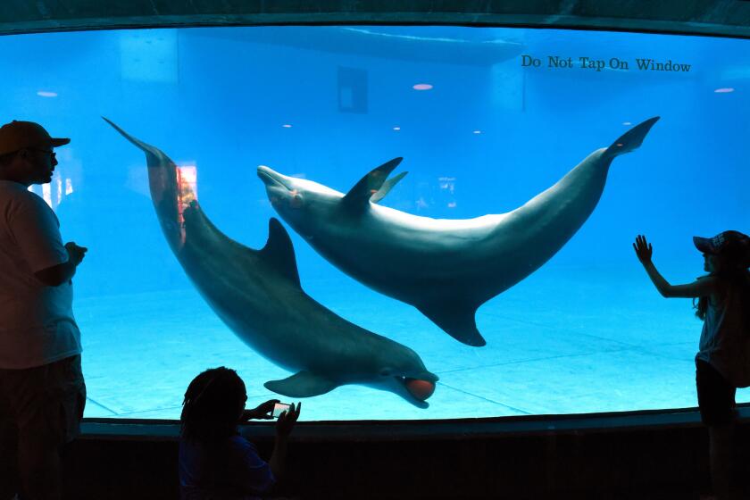 Visitors at the National Aquarium in Baltimore watch a pair of dolphins play with a ball in front of the observation window.