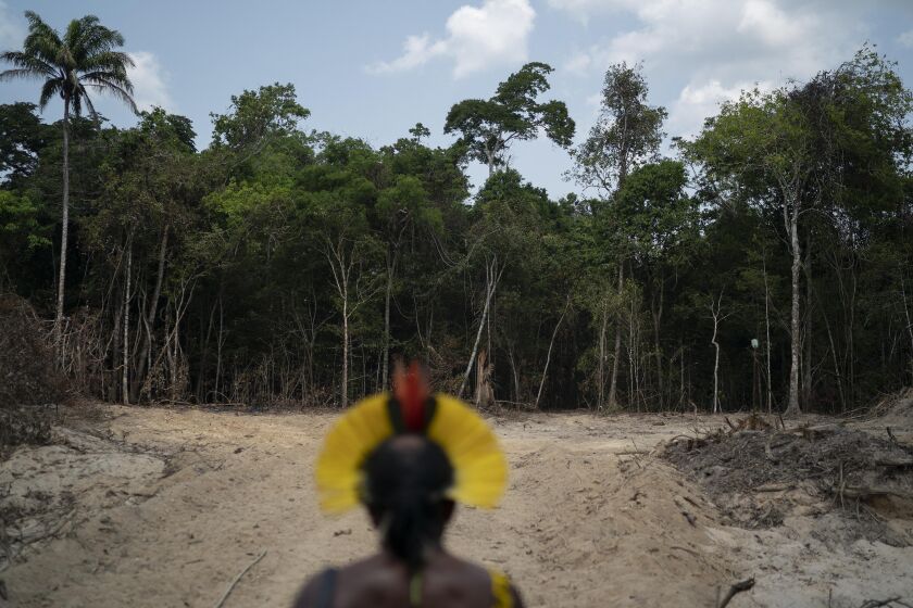FILE - Krimej Indigenous Chief Kadjyre Kayapo looks out at a path created by loggers on the border between the Biological Reserve Serra do Cachimbo, front, and Menkragnotire indigenous lands, in Altamira, Para state, Brazil, Aug. 31, 2019. Deforestation detected in the Brazilian Amazon broke all records for the month of April 2022, and that followed similar new records set in January and February, reflecting a worrisome uptick in destruction in a state deep within the rainforest. (AP Photo/Leo Correa, File)