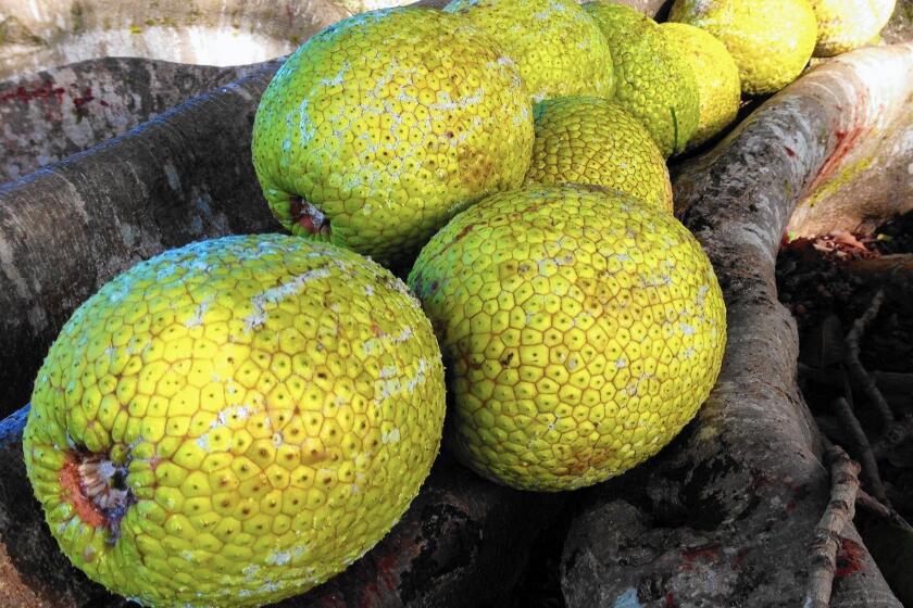 Breadfruit (ulu) is starchy, sweet and versatile.