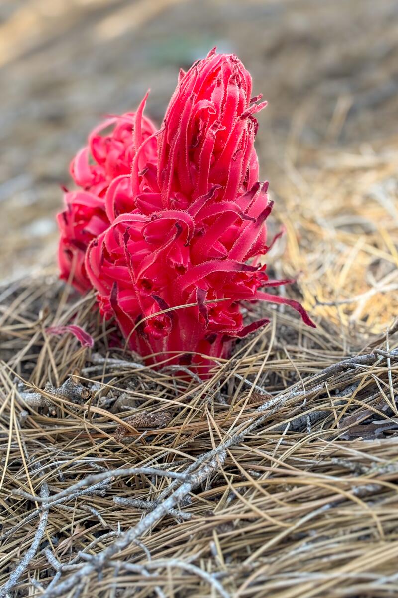 A red plant growing out of the pine needle-coveredforest floor