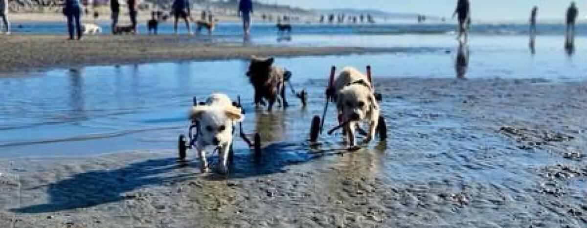 Pups given new life by Wet Noses Rescue, which operates out of Mexico and Rancho Santa Fe.