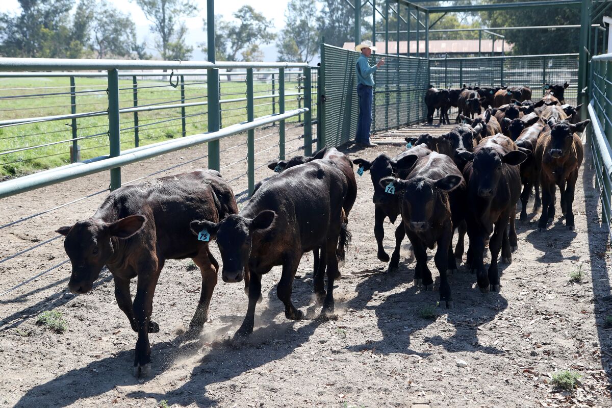 Brent Freese, Rancho Mission Viejo ranch manager, releases calves from a weighing scale.