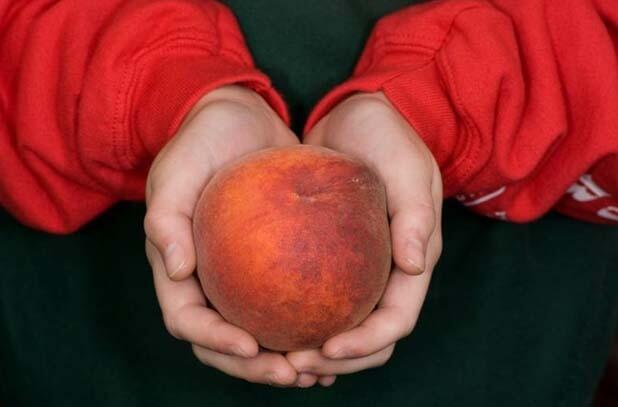 Elegant Lady peach (held by Alyssa Regier) grown by Regier Family Farms in Dinuba.