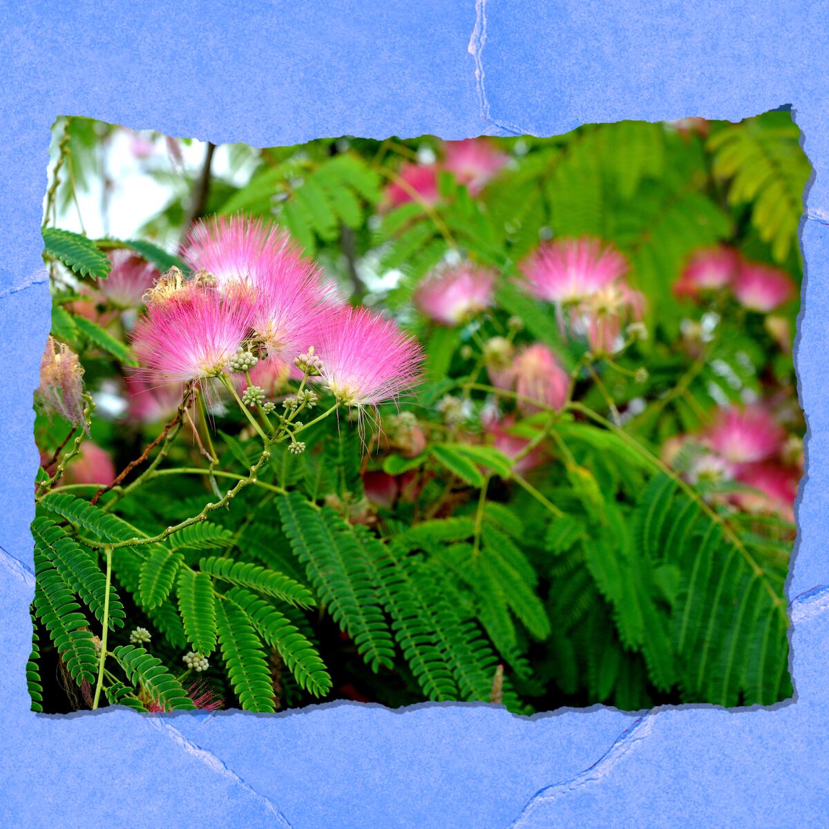 Closeup of fern-like branches and fluffy pink blossoms.