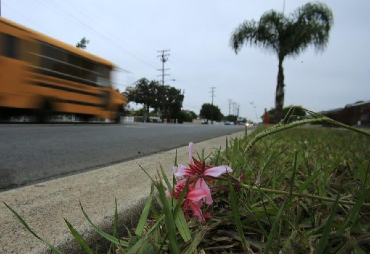 A lone flower rests in the grass where an 11-year-old girl was struck and killed by a car on Bristol Street near 10th Street in Santa Ana.