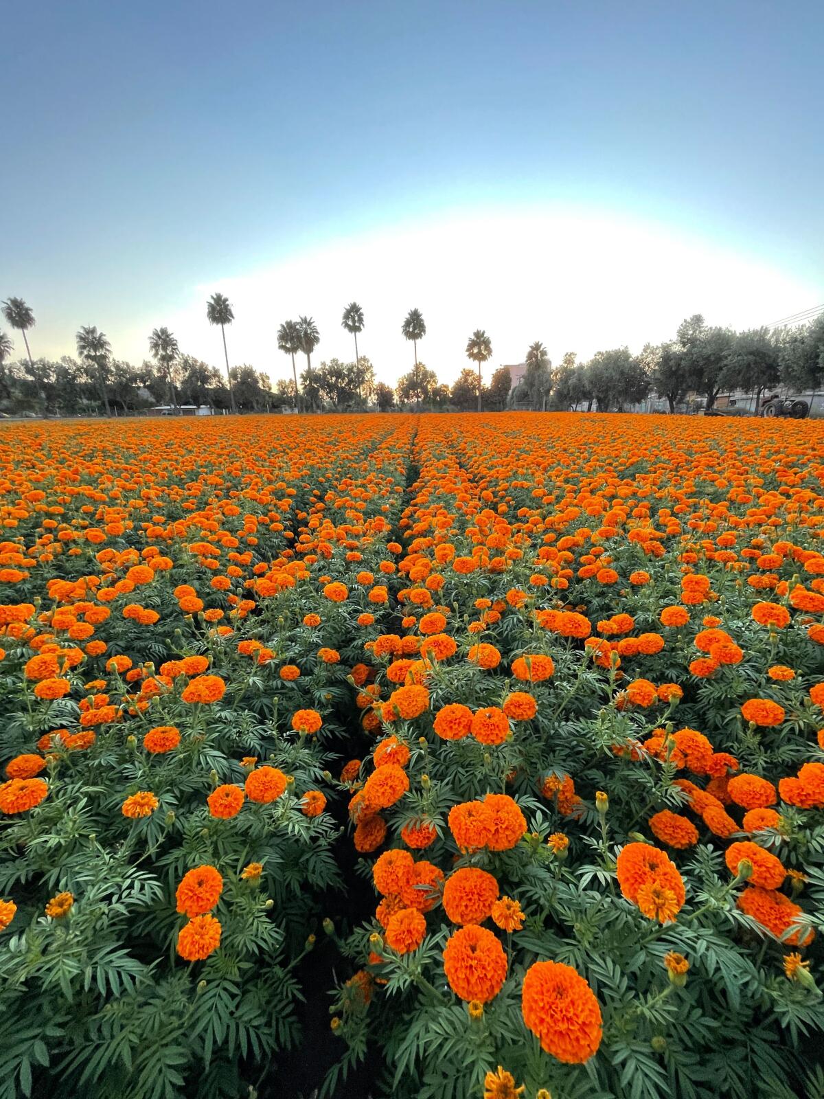 La vista al campo de media hectárea de flor de cempasúchil en Rancho El Carrizo en Rosarito.