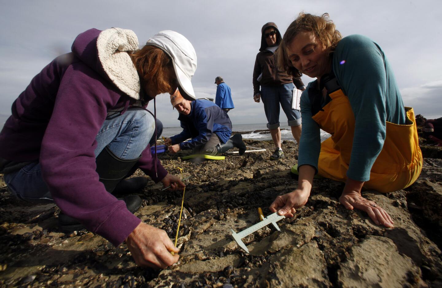 Searching for sea stars