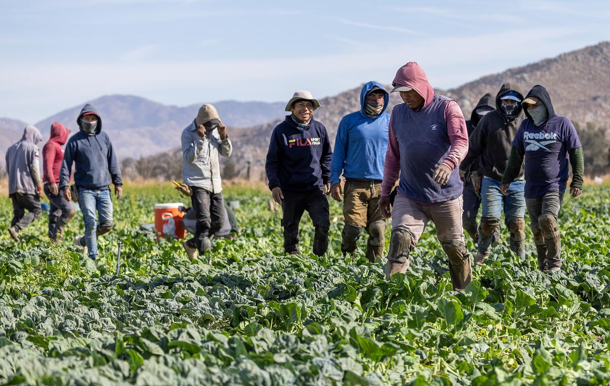 Farmworkers take a break from picking leafy greens in a San Jacinto field.
