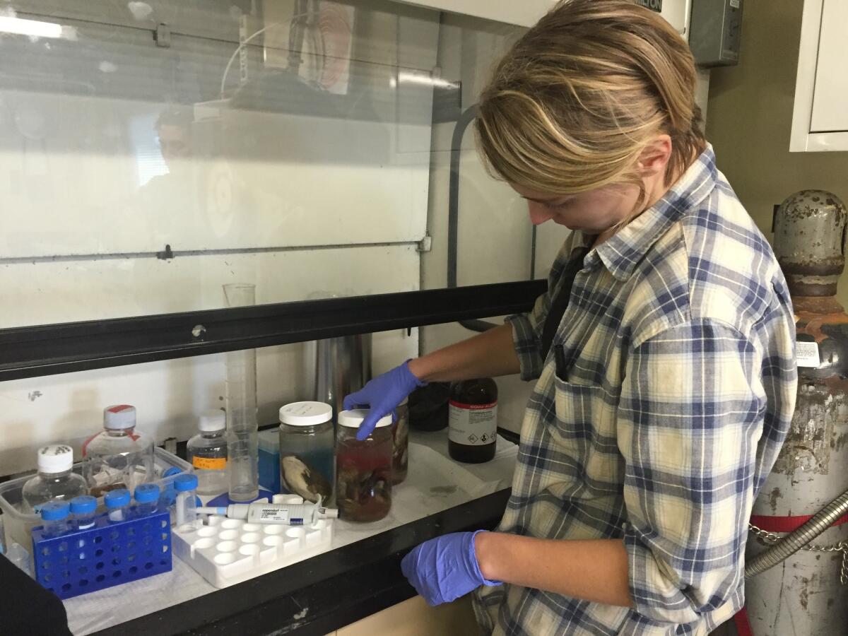 Recent Occidental graduate Dana Michels checks on a jar of clams that will be taken back to Goffredi's lab for analysis.