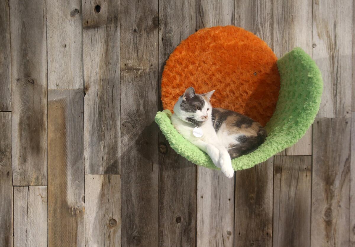 Meadow relaxes on a wall-mounted cat shelf in the cat lounge at Catmosphere Laguna.