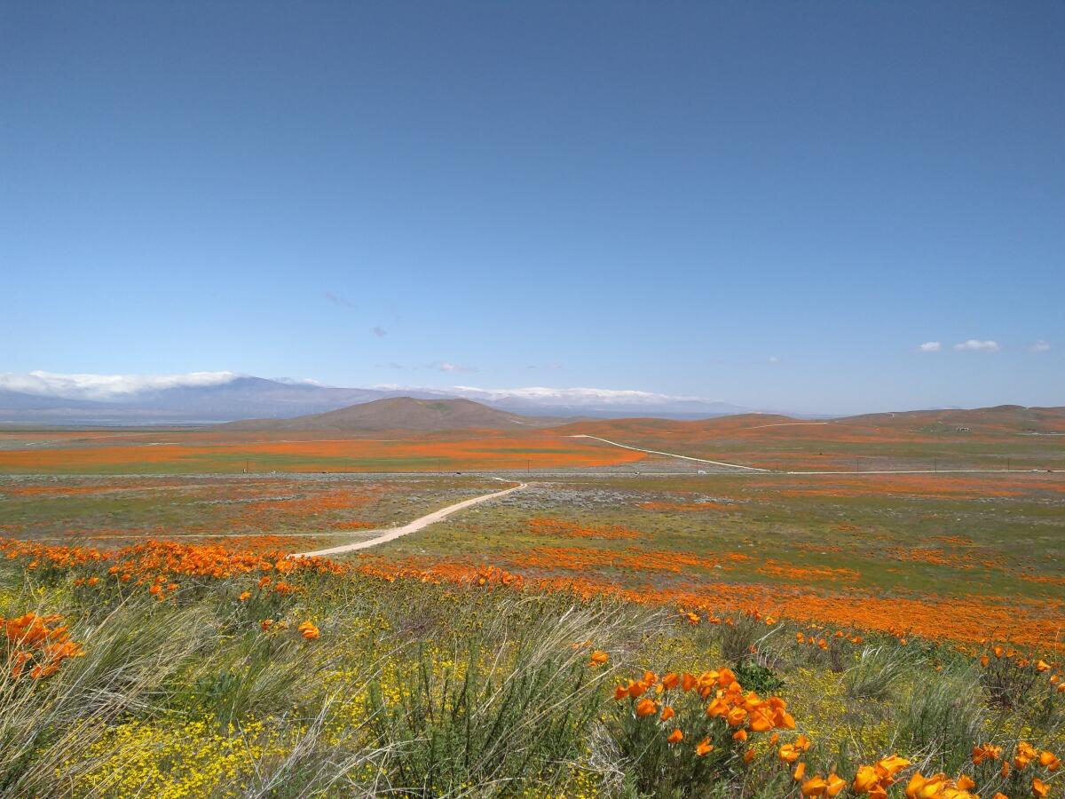 California poppies cover the Antelope Valley in April 2020.