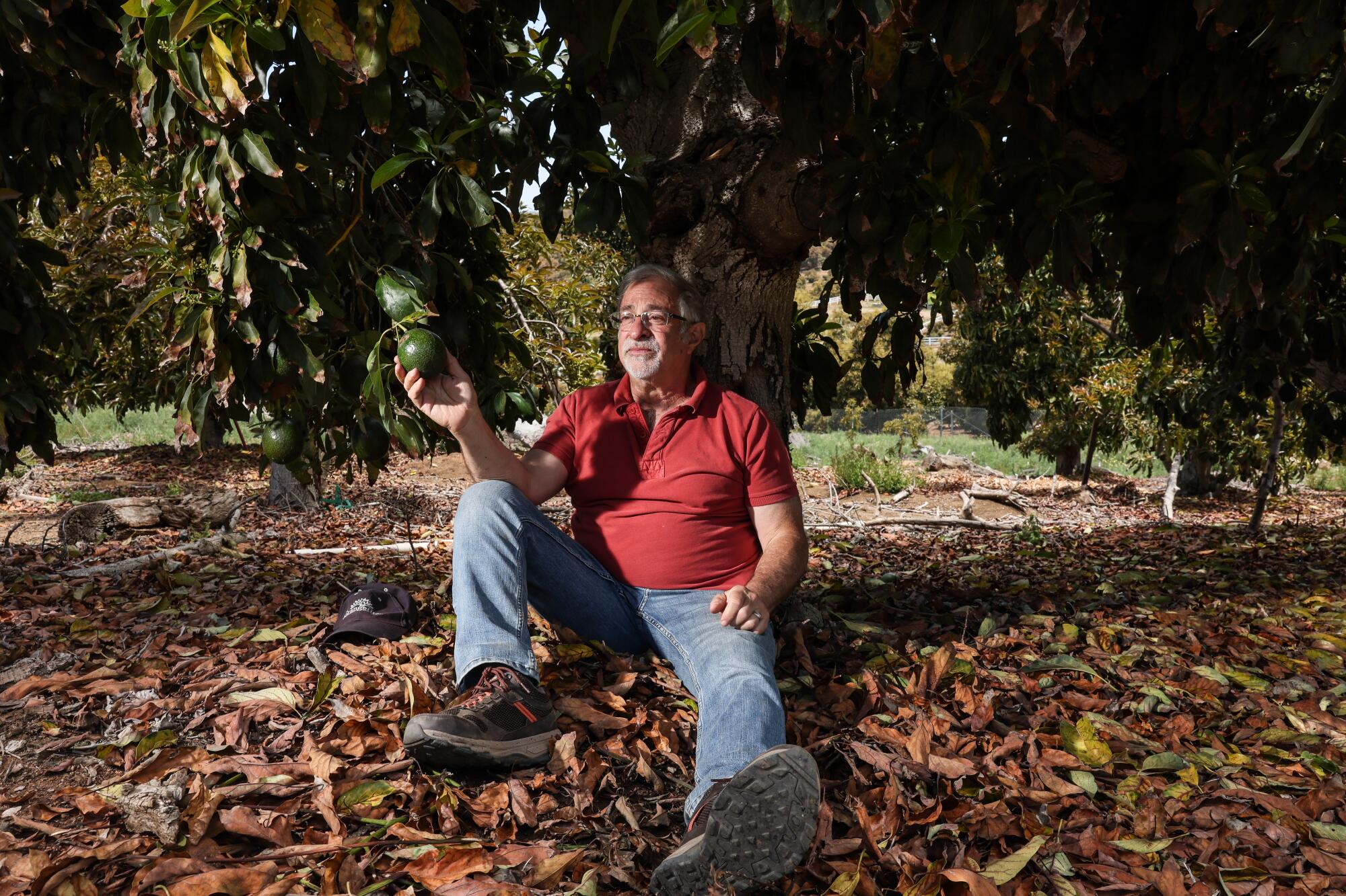 A man in a red shirt sits on the ground holding an avocado that hangs from a tree branch.