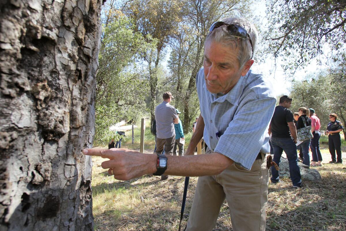 Kevin Turner, a UC Riverside scientist, finds evidence of the goldspotted oak borer beetle on a dead oak tree at Green Valley Campground in San Diego County's Cuyamaca Rancho State Park.