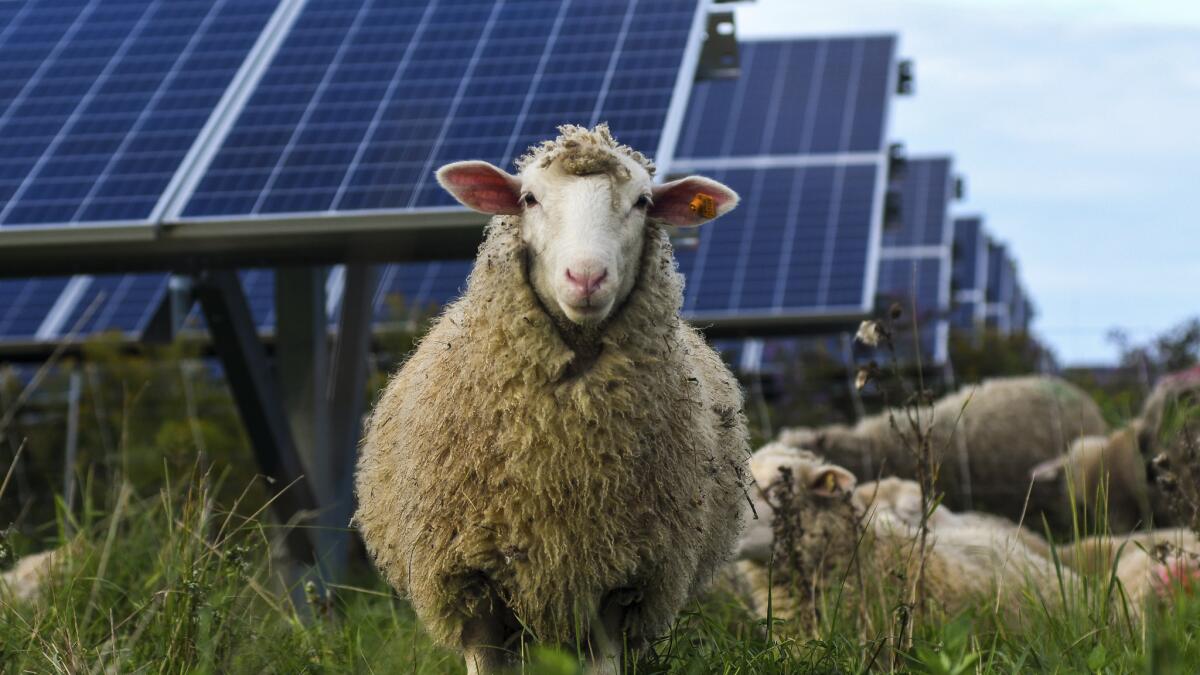 Kit solar para ovejas