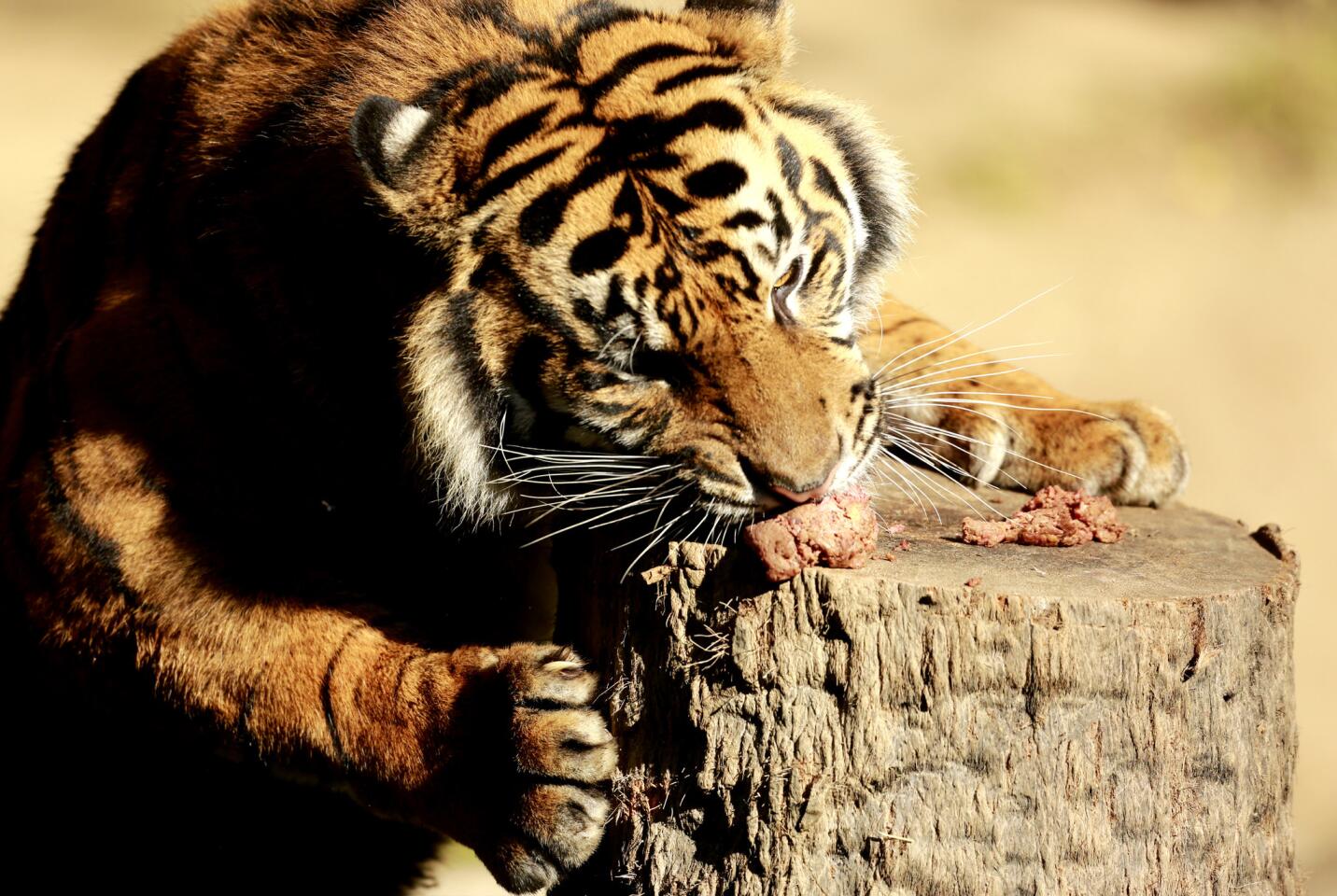 Sumatran tiger