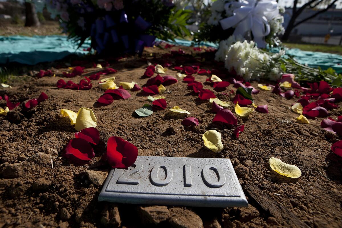 Rose petals cover the final resting area for the remains of 1,464 individuals during a burial at Evergreen Memorial Park.