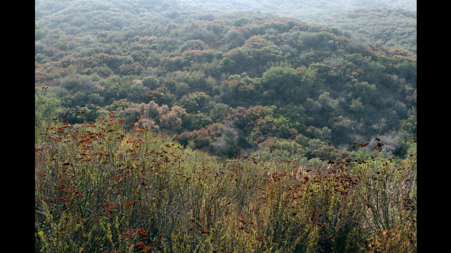 La Tuna Canyon