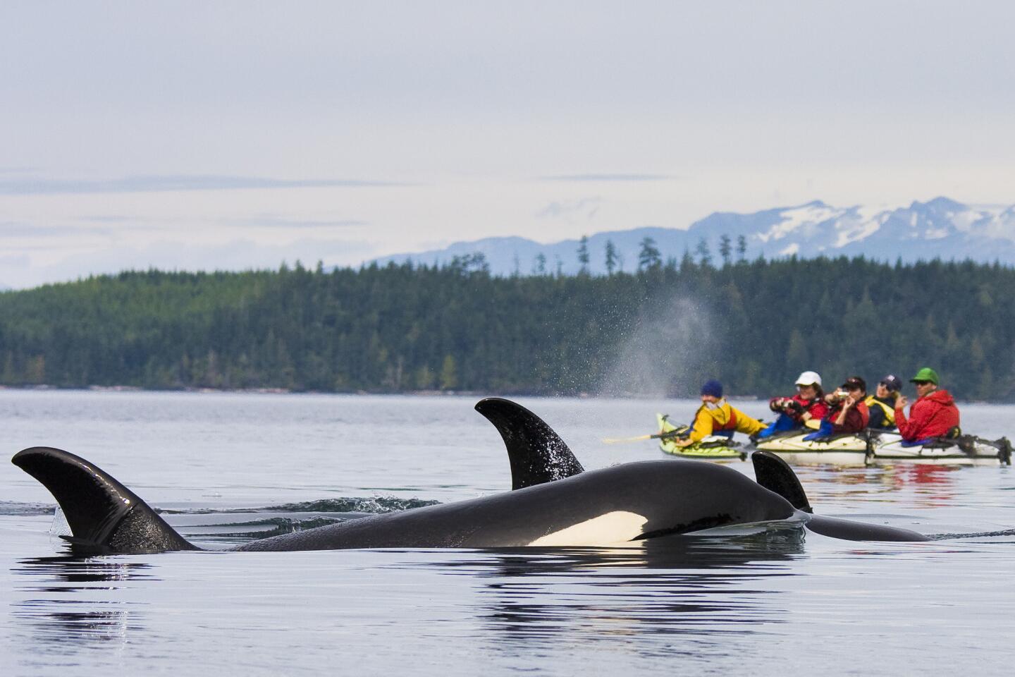 Two Orcas Near Kayaks in Johnstone Strait British Columbia - Original Credit: Handout