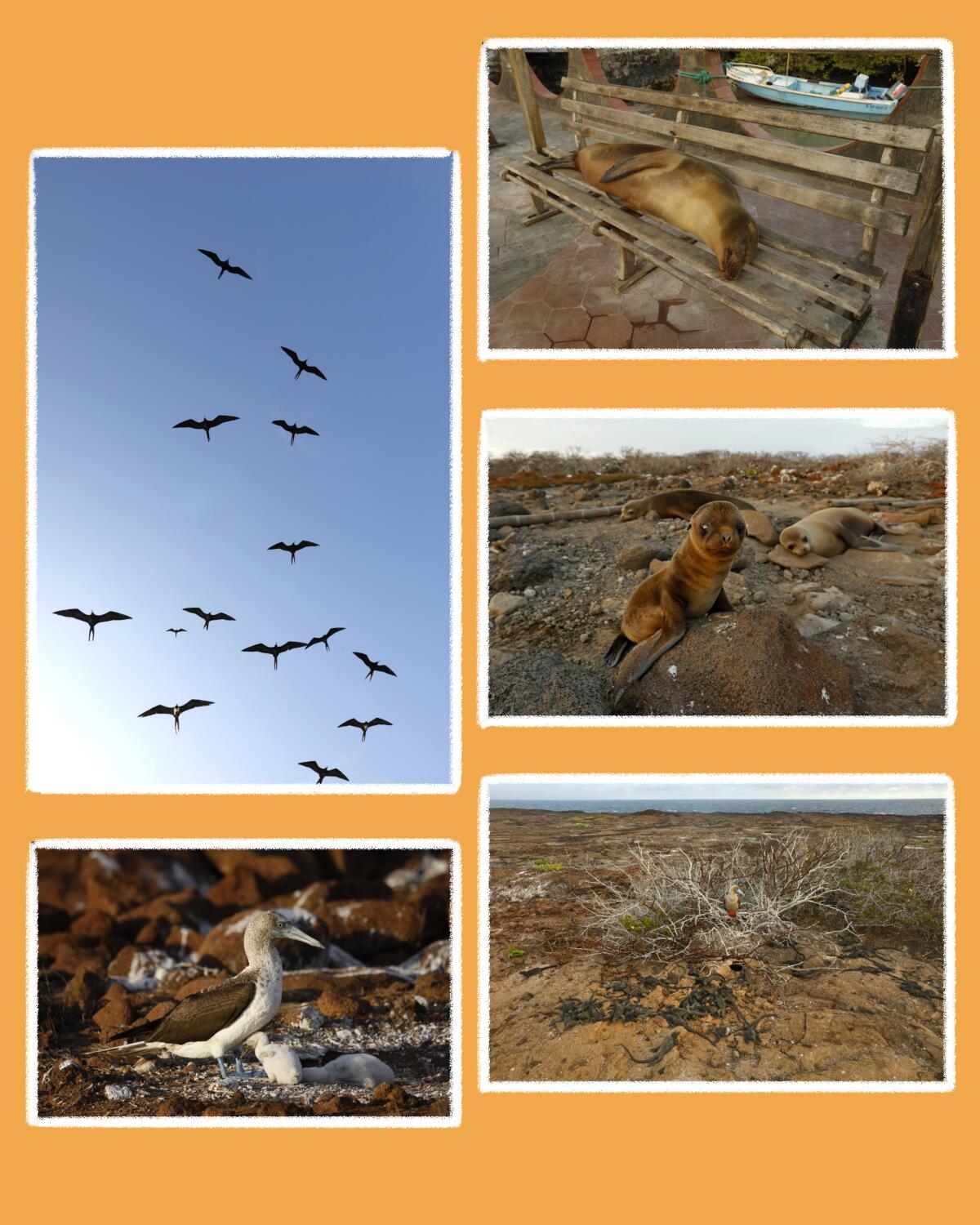 Wildlife on Ecuador's Galapagos Islands.