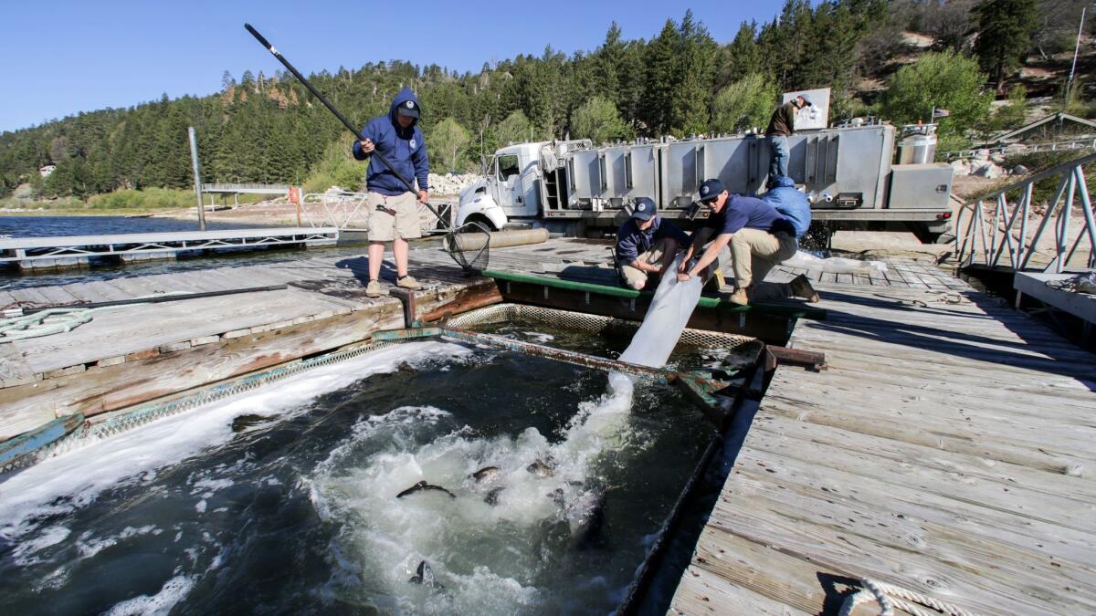 Trouts from a hatchery's truck are transferred into a submerged cage attached to plateform in Big Bear Lake.