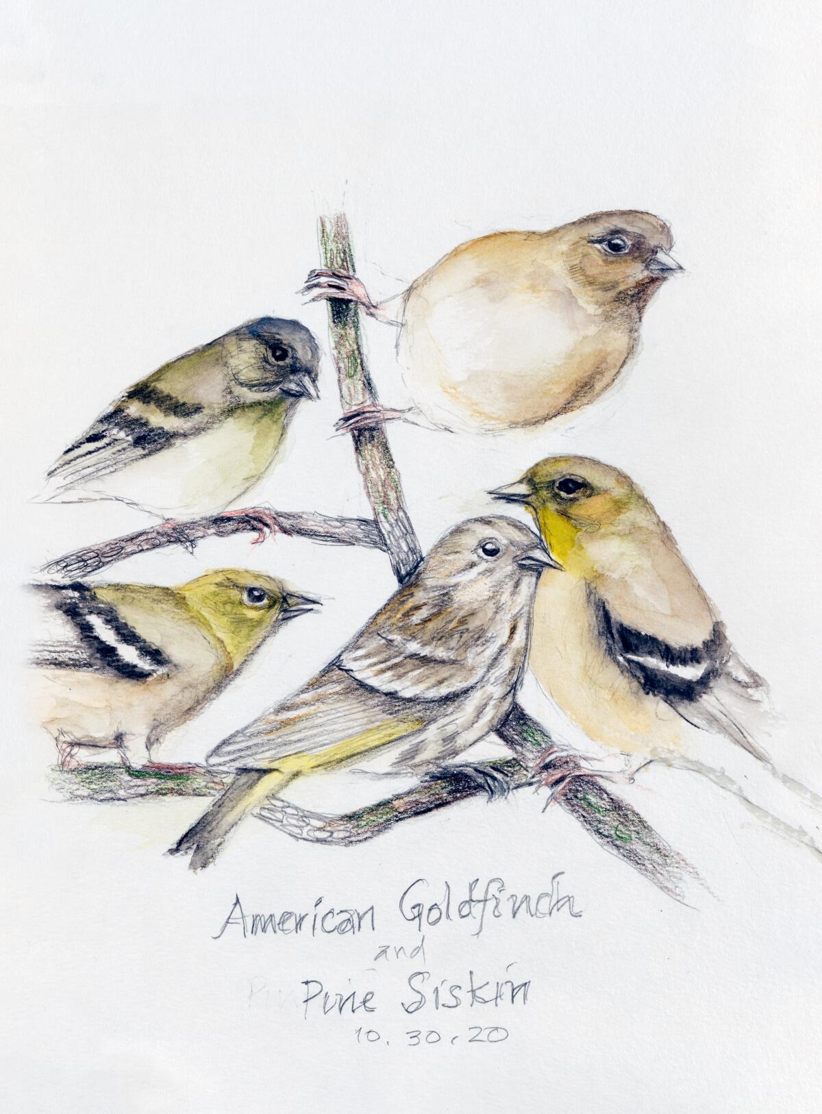Drawings of different bird species by author-illustrator Amy Tan.