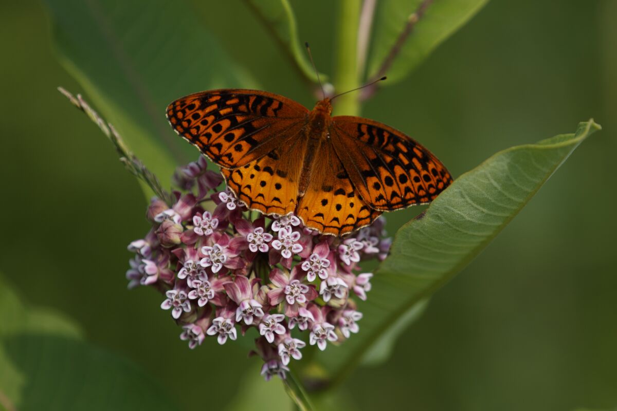 A fritillary butterfly perches on blooming milkweed.