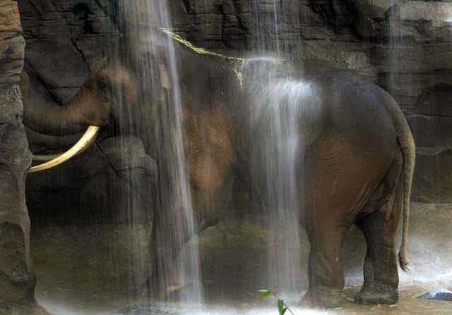 Billy, a 25-year-old male Asian elephant, takes a shower in the waterfall at the Los Angeles Zoo's new, $42-million "Elephants of Asia" exhibit, which has opened to the public after years of debate. See full story