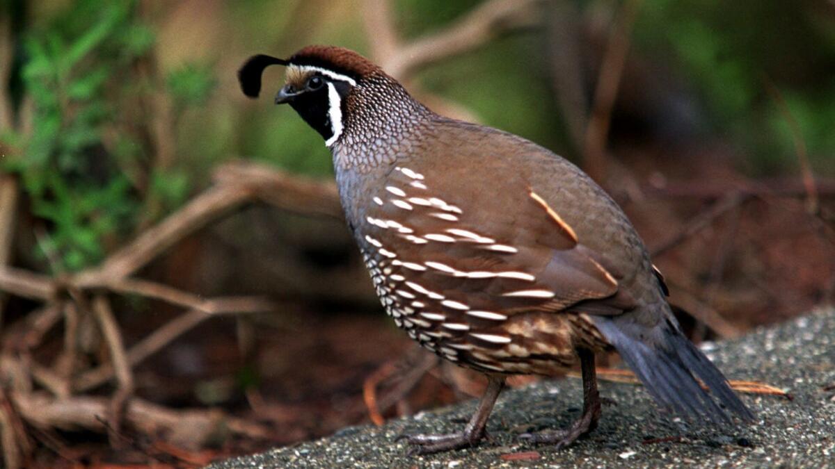 Birds that could live on the ground, like this quail does today, had an evolutionary advantage after the asteroid that wiped out the dinosaurs also destroyed Earth's forests.